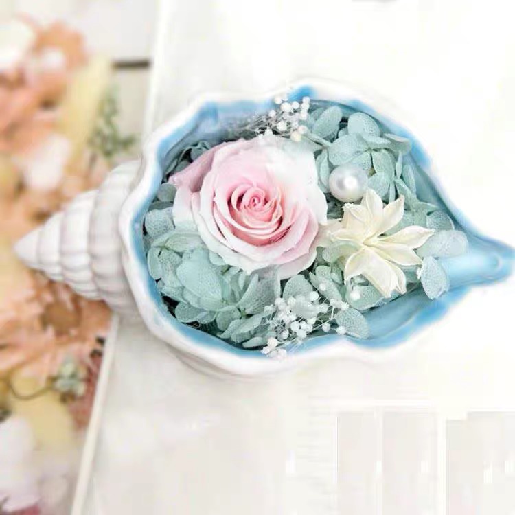 Chậu cây mini trồng sen đá hình con ốc