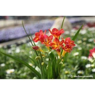 Củ giống hoa lan nam phi hoa màu đỏ - 1 củ KNS