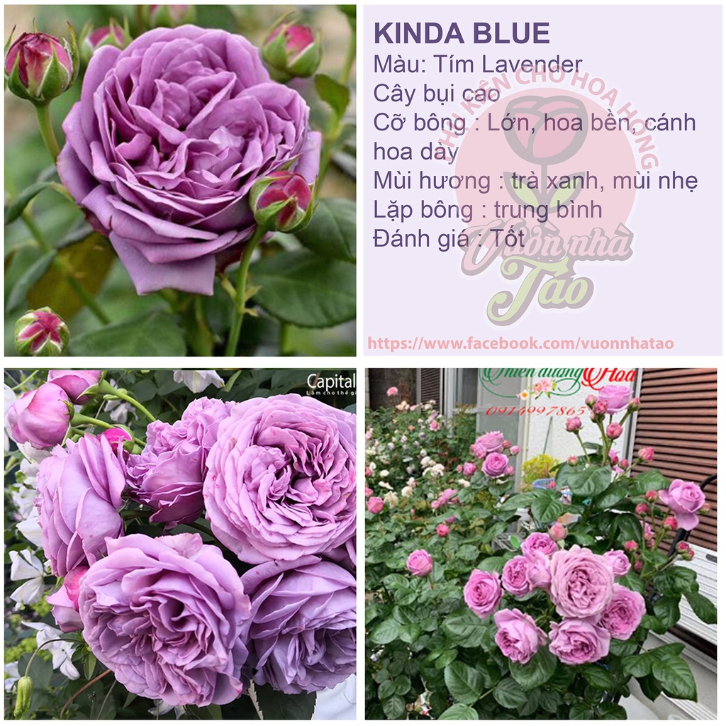 Cây nguyên bản-Hoa hồng tím Kinda Blue