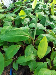 Cây chuối đỏ cao 1m
