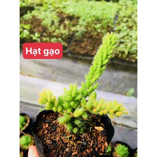 sen đá hạt gạo