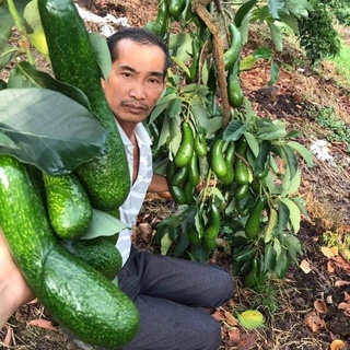 Cây bơ 034 giống chuẩn