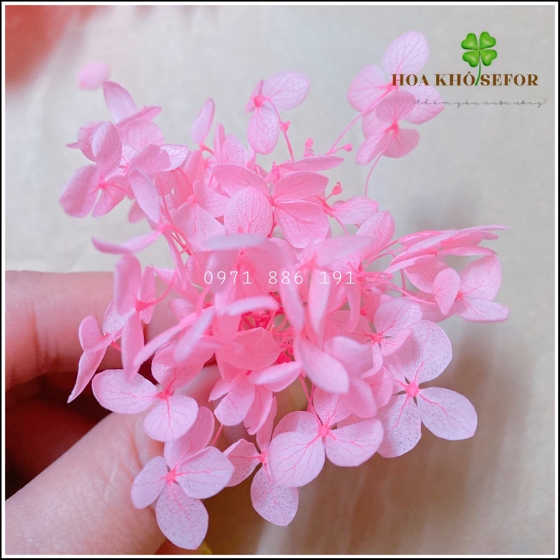 Hoa khô Cẩm Tú Cầu hồng ngọc, trang trí handmade, nail