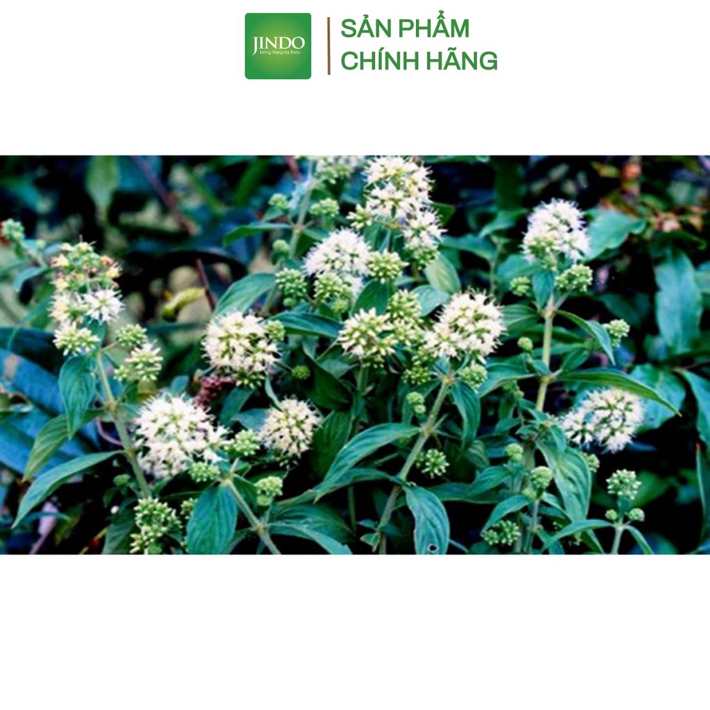 Cây dạ cẩm thượng hạng JINDO 1kg