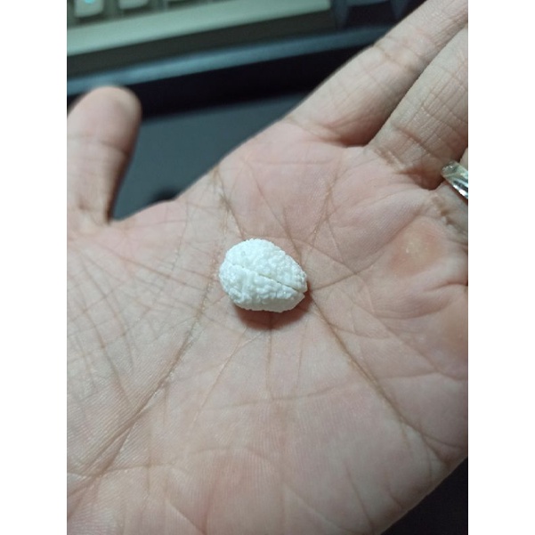 Set 5 Mô hình bộ não người tỉ lệ 1:12, siêu nhỏ, trang trí tiểu cảnh, sa bàn