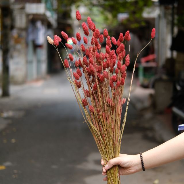 [HÀNG MỚI VỀ] Hoa khô Phalaris Hà Lan màu đẹp tự nhiên bó hơn 100 bông/100g