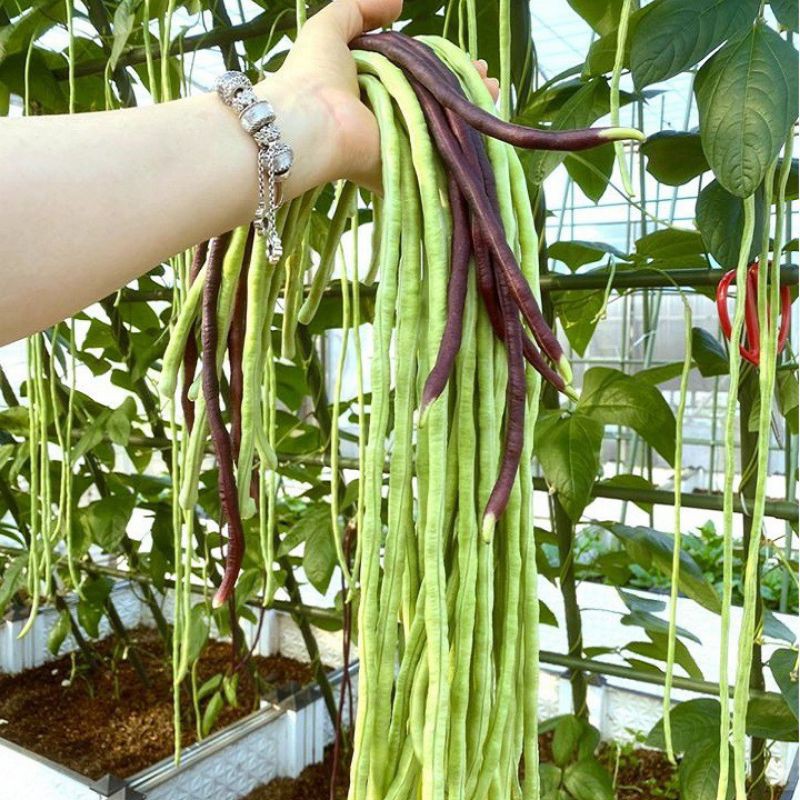 20g hạt giống đỗ đũa cao sản siêu mềm ngon trồng quanh năm