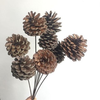 Quả thông khô trang trí decor (có cành)