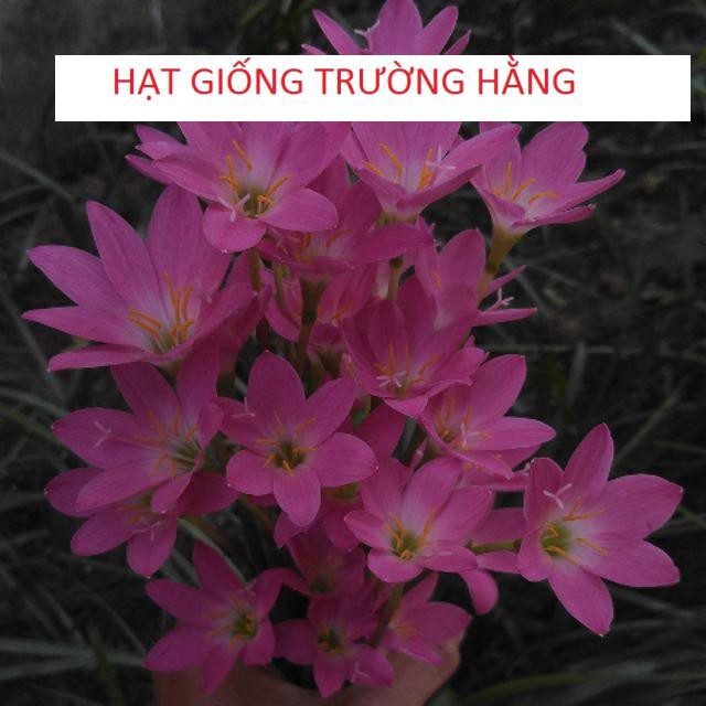 HẠT GIỐNG TÓC TIÊN HOA (HUỆ MƯA, RAIN LILY)  NHIỀU NHÁNH SUM SUÊ HOA NỞ ĐẸP