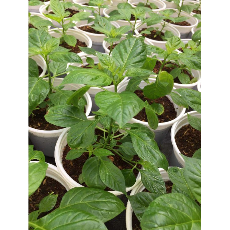 Cây giống ớt siêu cay Peru Aji Charapita