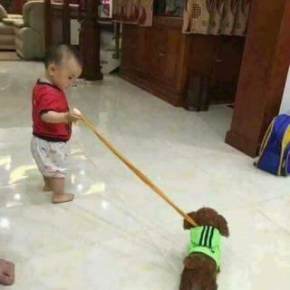Chó bông biết hát