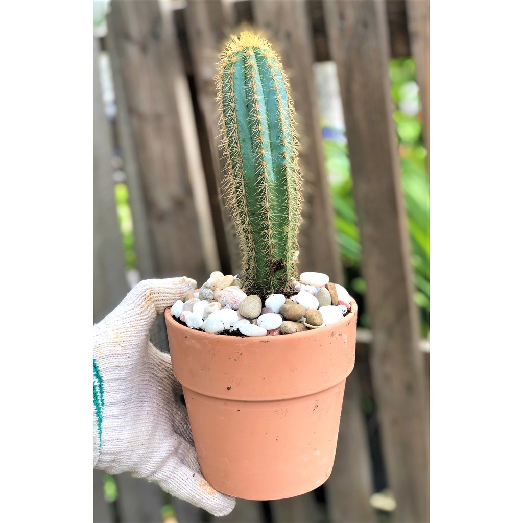 Bộ 10 chậu đất nung trồng xương rồng sen đá Rộng 14 cm x Cao 13 cm