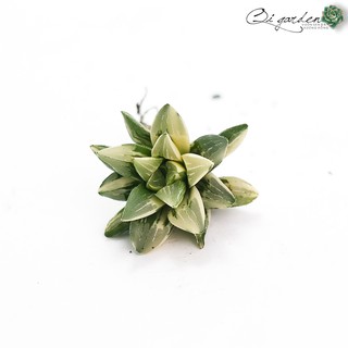 Sen đá kim cương Haworthia Parva Variegated