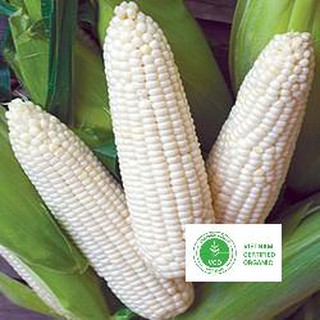 100g Hạt giống Bắp nếp nù (Ngô) (tặng gói Kích nẩy mầm và Hướng dẫn) THUTHUY