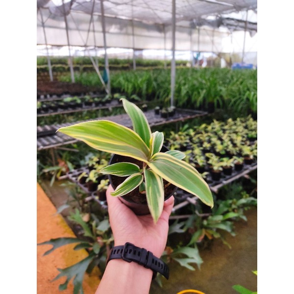 Chậu cứng sắc vàng cá tính