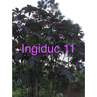 1kg lá thầu dầu tía