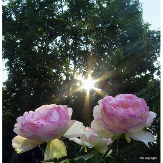 Cây giống hoa hồng ngoại La Rose Optimiste