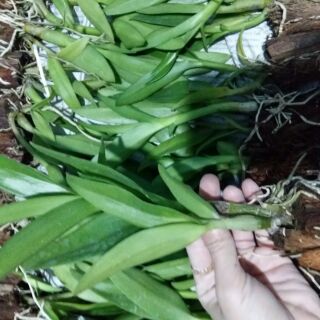 Lan denro nắng bà liễu cây con
