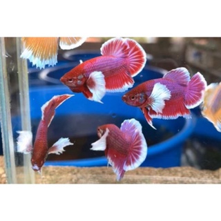 Betta DumBo Lavender 1 cặp Trống Mái size nhỏ. Tặng Thức ăn