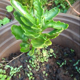 Com bo 10 Cây giống Hoa Sống đời kép đỏ.