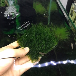 Rêu Flame Moss (rêu lửa) thủy sinh