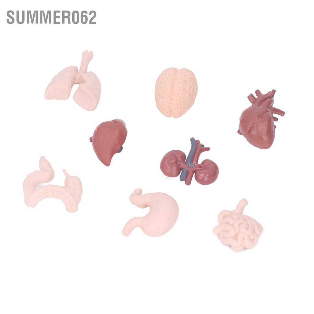 [Hàng Sẵn] Mô hình bộ phận cơ thể người phỏng giải phẫu Công cụ giáo dục Não Tim Phổi Gan Dạ dày Thận dùng để giảng dạy【Summer062】