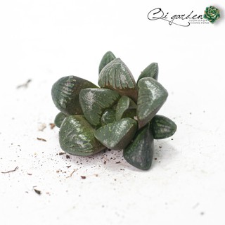 Sen đá kim cương Haworthia 'Silver Mutica'