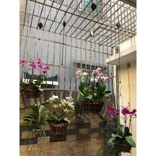 Combo 4 móc treo chậu cây thông minh