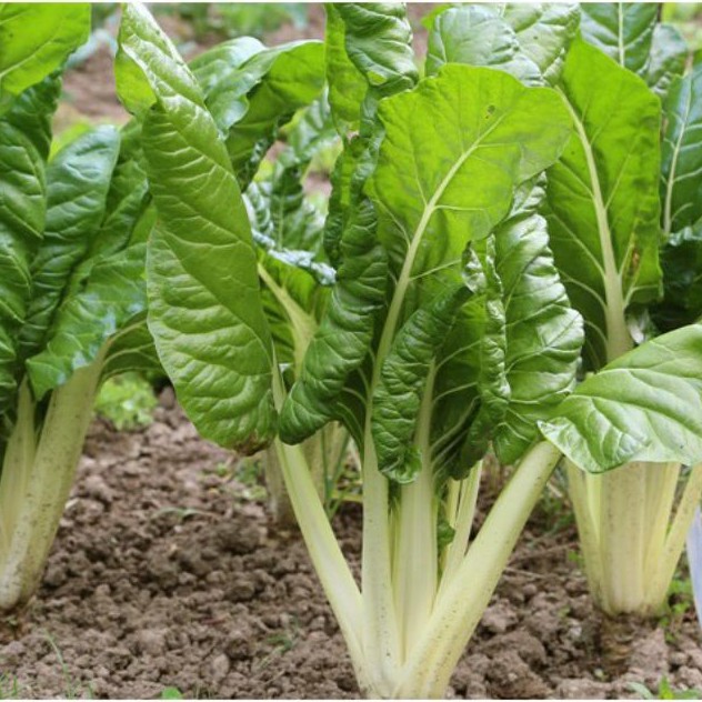 100H - Hạt giống cải cầu vồng Trắng