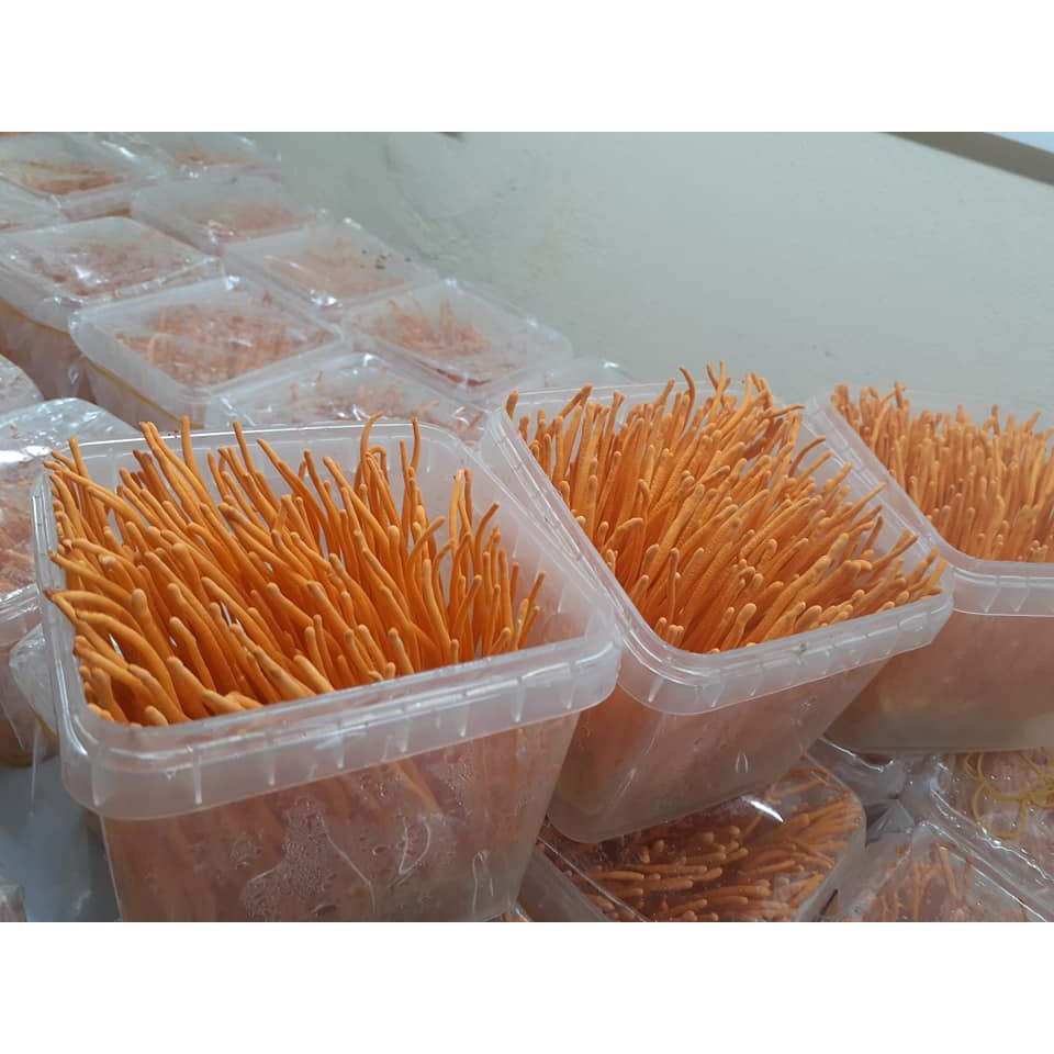 Đông Trùng Hạ Thảo Tươi 200g