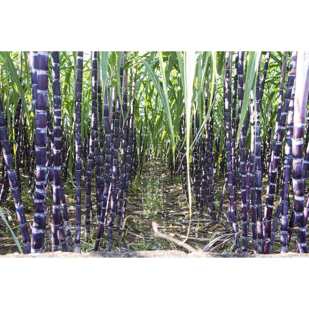 Hạt polyme siêu hấp thụ nước 1KG