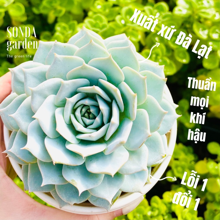 Sen đá ngọc trinh SONDA GARDEN size trung bình 10-12cm, xuất xứ Đà Lạt, khoẻ đẹp, lỗi 1 đổi 1