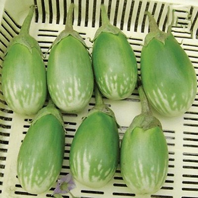 Hạt giống cà dừa, cà tím khía cao sản F1