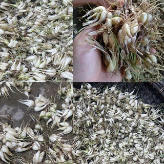 Củ giống kiệu kiệu ta 500 gram- 5 lạng ( có thể làm dưa ăn hoặc có thể làm giống) củ đẹp tốt