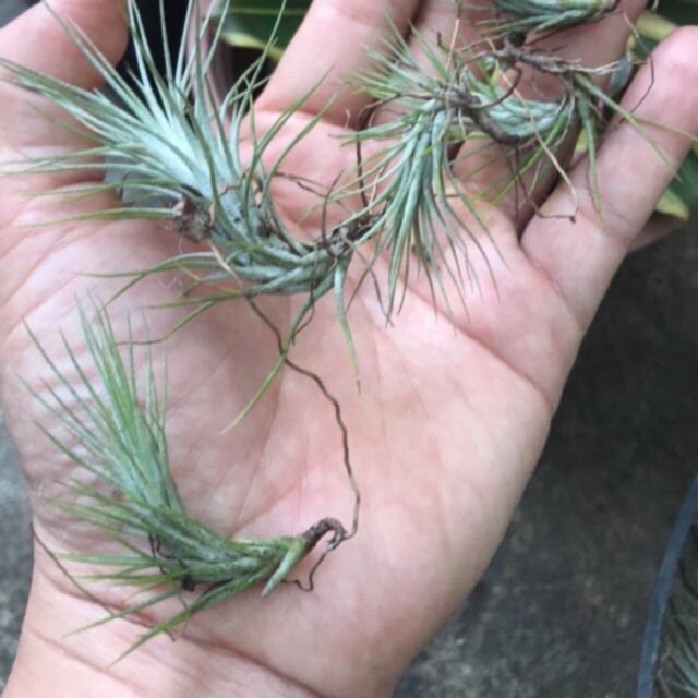 Cây không khí hồ ly -Tillandsia funckiana