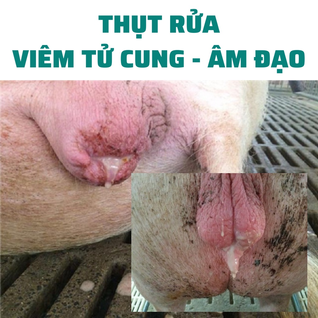 Máy rửa âm đạo heo nái, thụt rửa tử cung cho lợn nái bị viêm tử cung, viêm âm đạo sau sinh đẻ