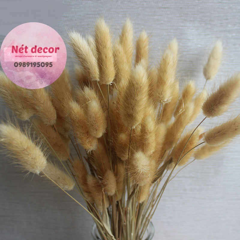 Hoa đuôi thỏ khô ( bunny tails)