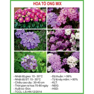 Hạt Giống Hoa tổ ong Mix 100 Hạt/ Gói