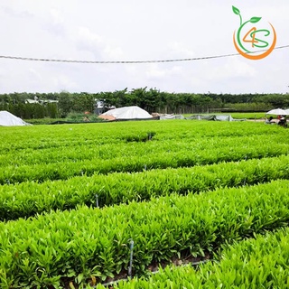 cây giống Keo Lai (tràm lai)