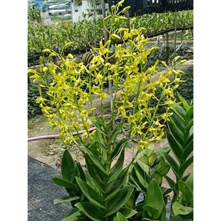 Lan dendro nắng rồng xanh cây trưởng thành