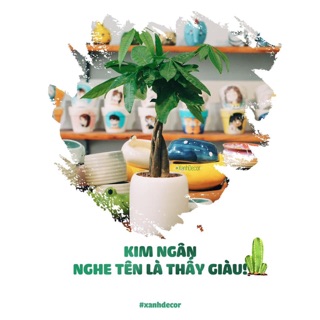Cây kim ngân mix cỏ may mắn ảnh thật