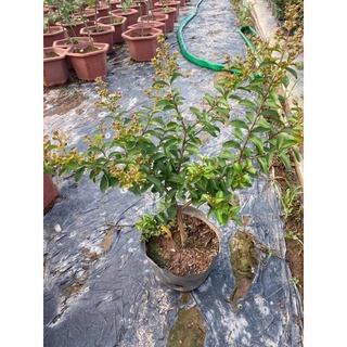 cây tường vi sẵn hoa và nụ