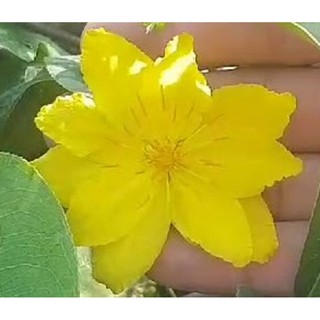2 Cây Mai Giảo Lá Gai đế quái