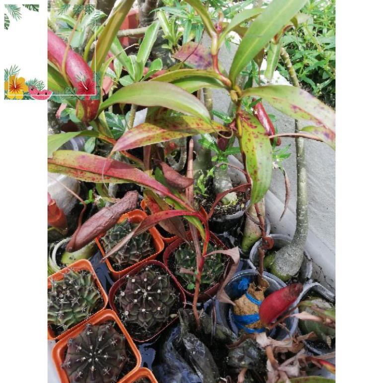 Green Garden -- Cây nắp ấm bắt mồi côn trùng  ! o.Ô >< .