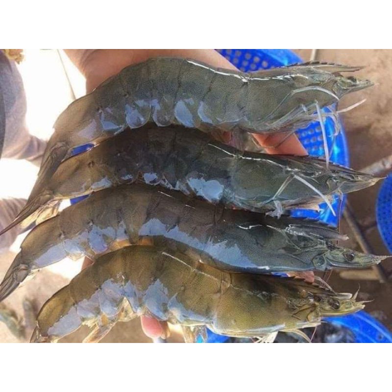 MEN SỐNG CAO TỎI THỦY SẢN