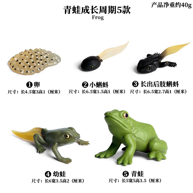 Set mô hình vòng đời ếch GOROCK hỗ trợ phát triển trí tuệ dành cho bé