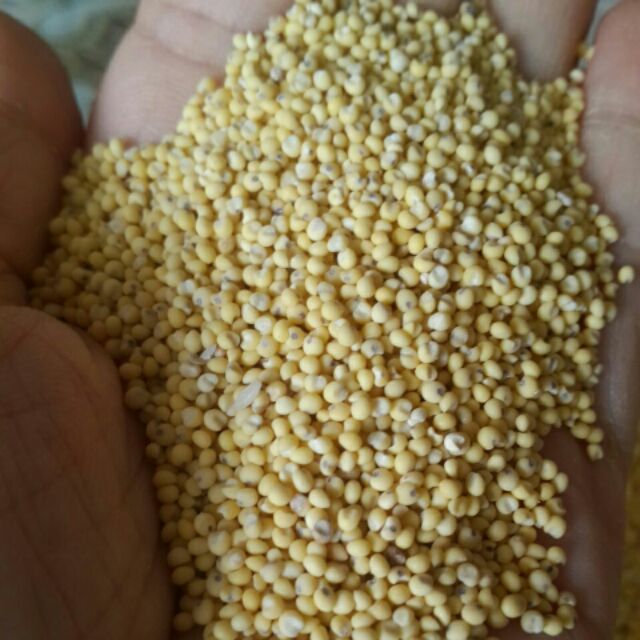 Hạt kê nếp vàng hữu cơ 1kg