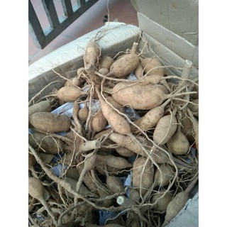 Củ Giống Thược Dược Ngoại (Giống Hoa)