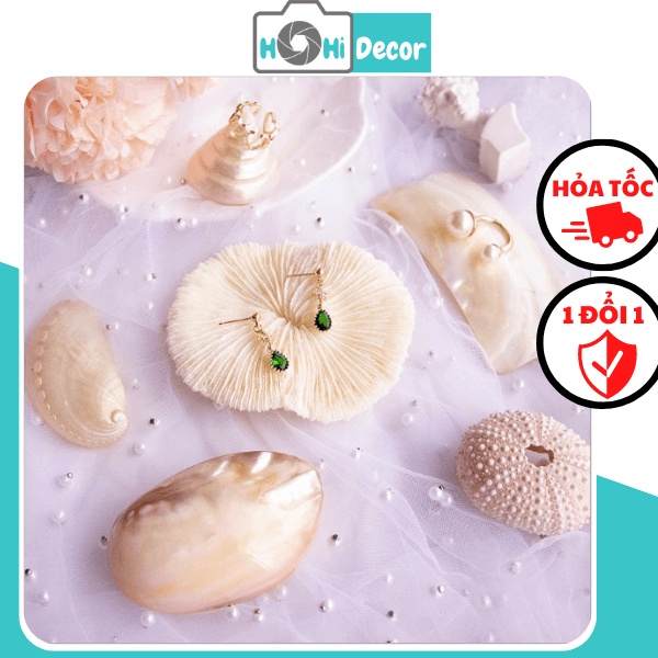 Vỏ Sò, Vỏ Ốc, San Hô Trang Trí Chụp Ảnh Trang Sức, Mỹ Phẩm - Shop Hohi Decor
