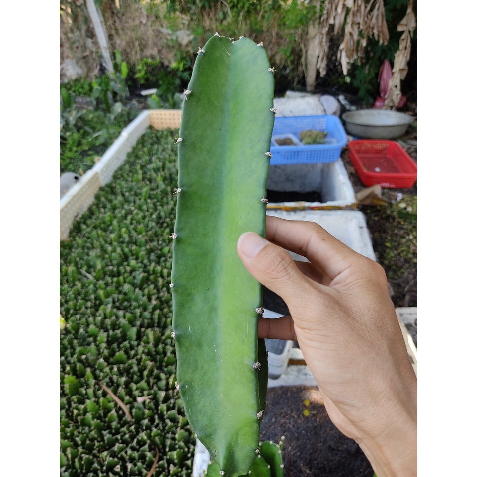 Combo 05 chân tháp xương rồng THÁI dài 15 - 25 cm